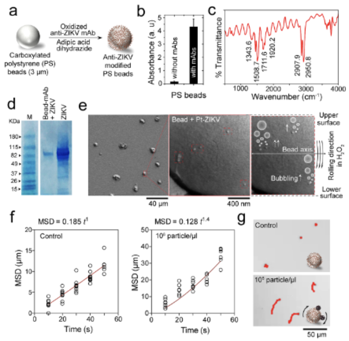 Catalytic Nanomotors 3